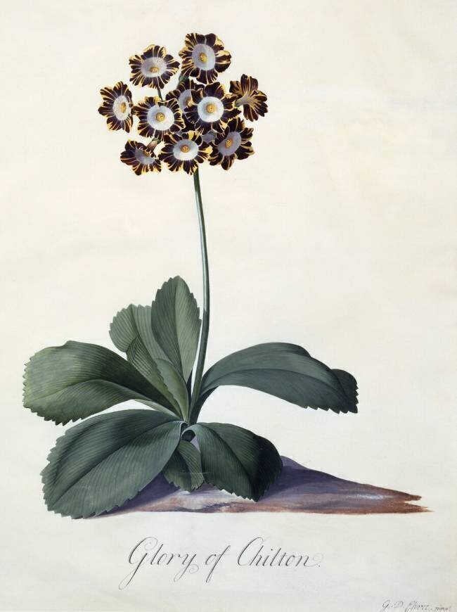 Glory of Chilton Georg Dionysius Ehret