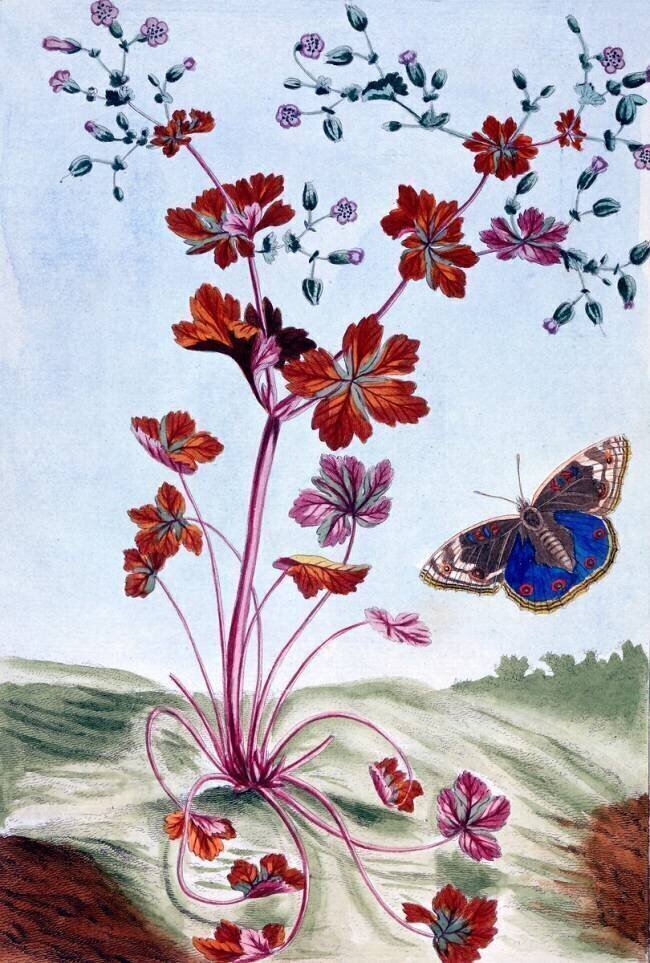 Glossy Cranesbill Pierre-Joseph Buchoz