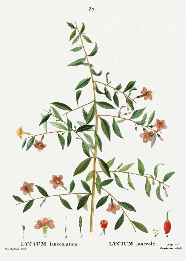 Goji berry or Chinese wolfberry Pierre Joseph Redouté