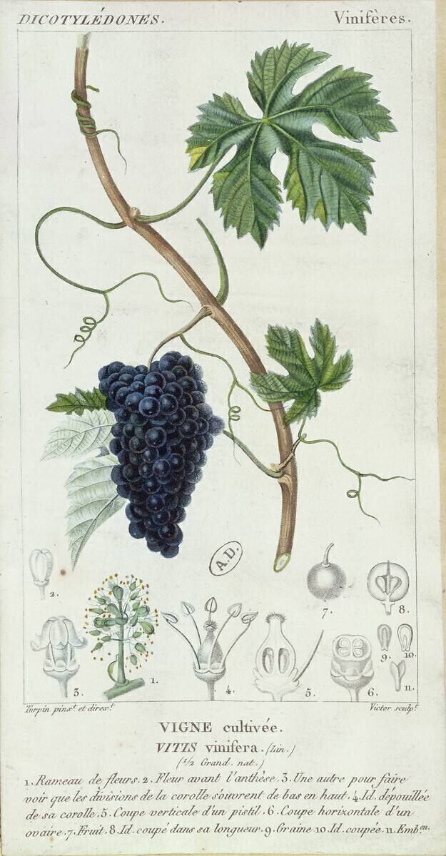 Grape Vine Pierre Jean Francois Turpin