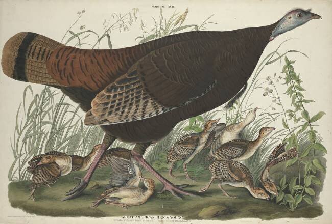 Great American Hen and Young John James Audubon