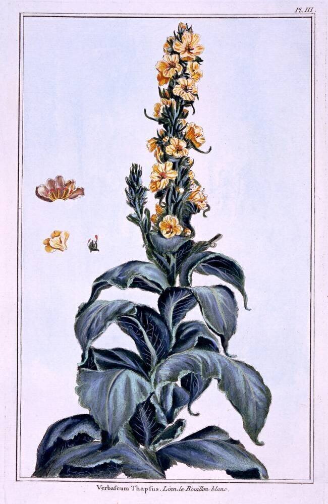 Great Mullein Pierre-Joseph Buchoz