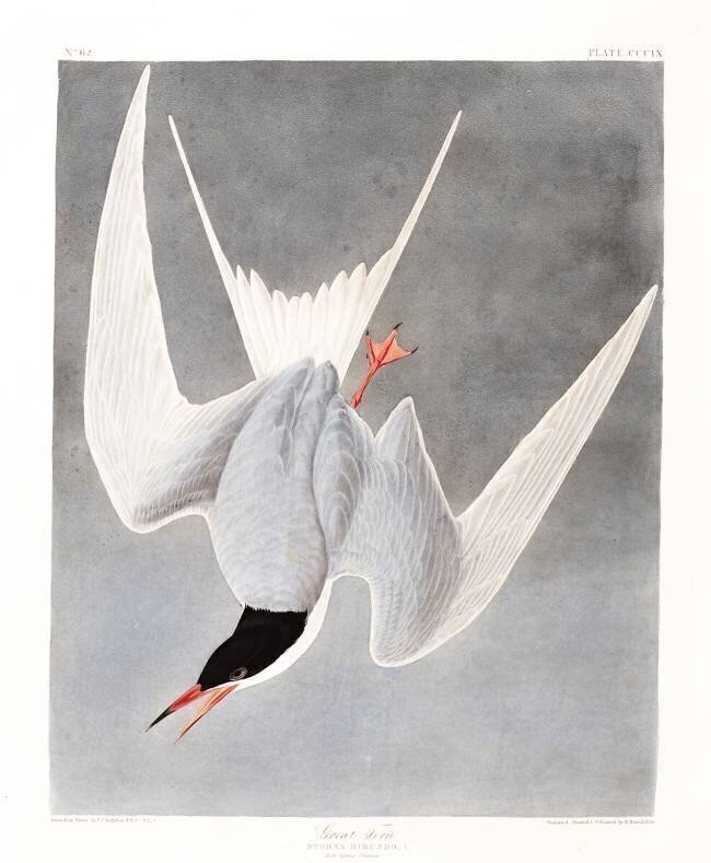 Great Turn, Male, Spring Plumage John James Audubon