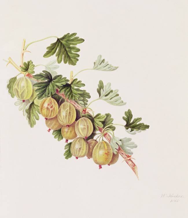 Green Gooseberry William Hooker