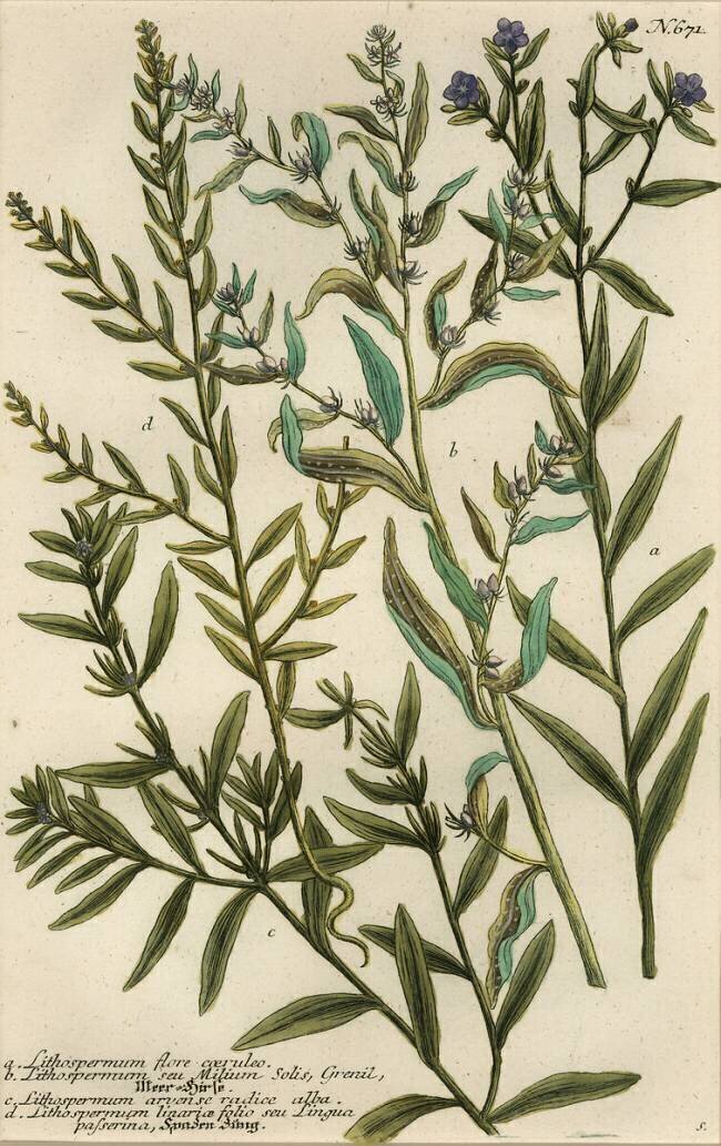 Gromwell varieties Georg Dionysius Ehret