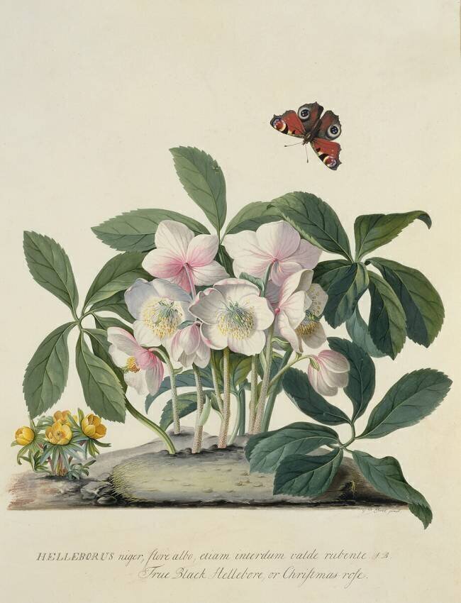 Helleborus Niger Georg Dionysius Ehret