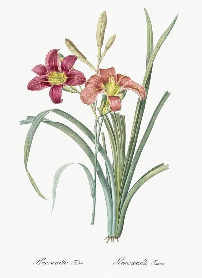 Hemerocallis Fulva Pierre Joseph Redouté