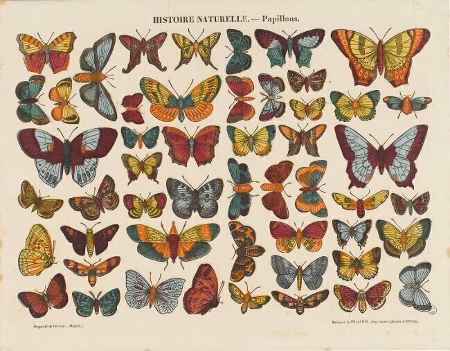 Histoire naturelle : papillons anonymous