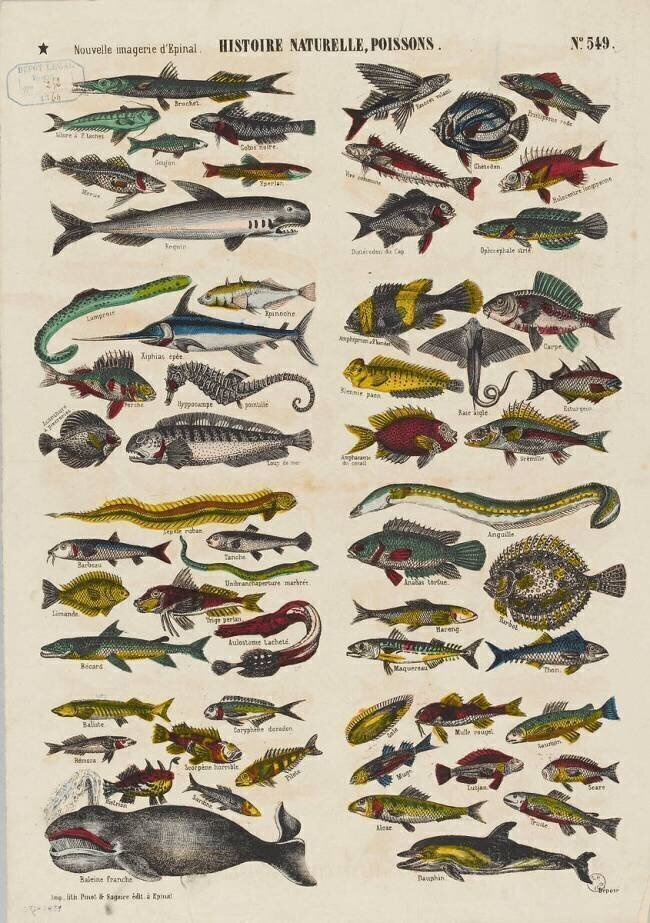 Histoire naturelle : poissons anonymous