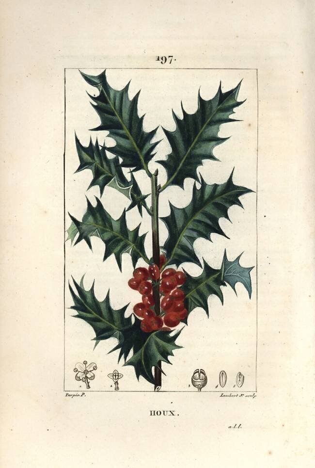 Holly Pierre Jean Francois Turpin