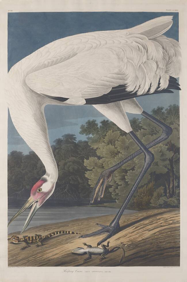 Hooping Crane John James Audubon