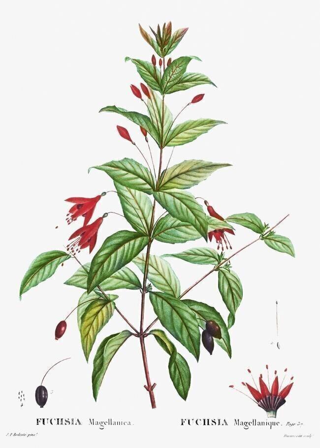 Hummingbird fuchsia Pierre Joseph Redouté