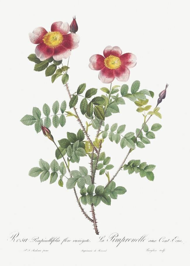 Hundred-Crowns Burnet rose Pierre Joseph Redouté