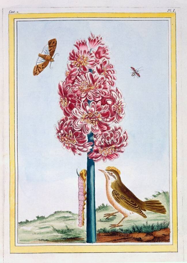 Hyacinth Pierre-Joseph Buchoz
