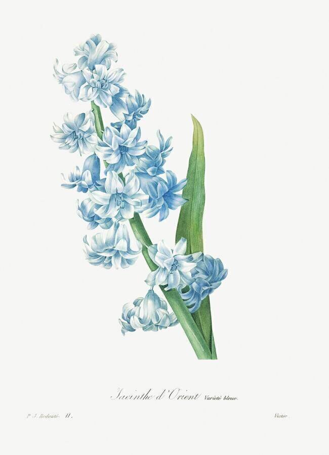 Hyacinthus orientalis Pierre Joseph Redouté