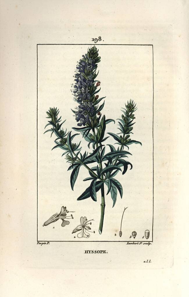 Hyssop officinale or hysssop - Hyssop Pierre Jean Francois Turpin