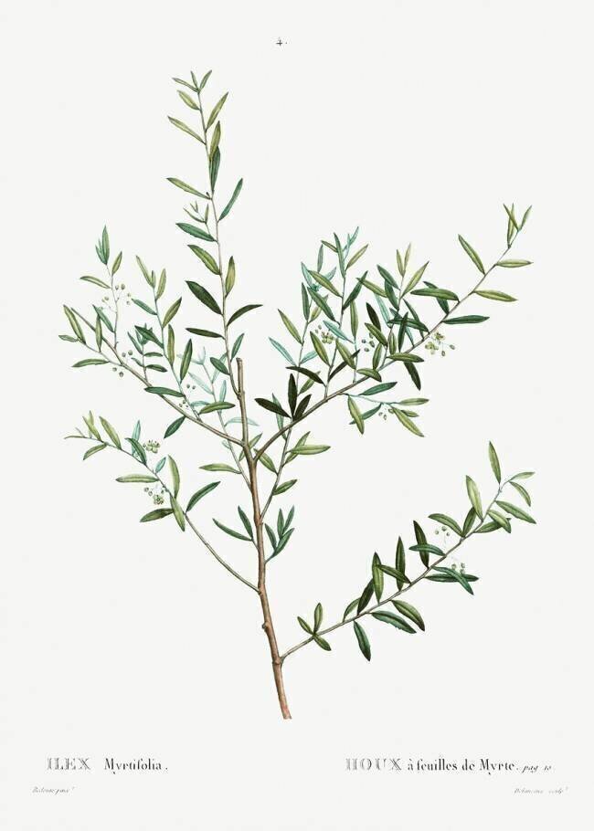 Ilex Pierre Joseph Redouté