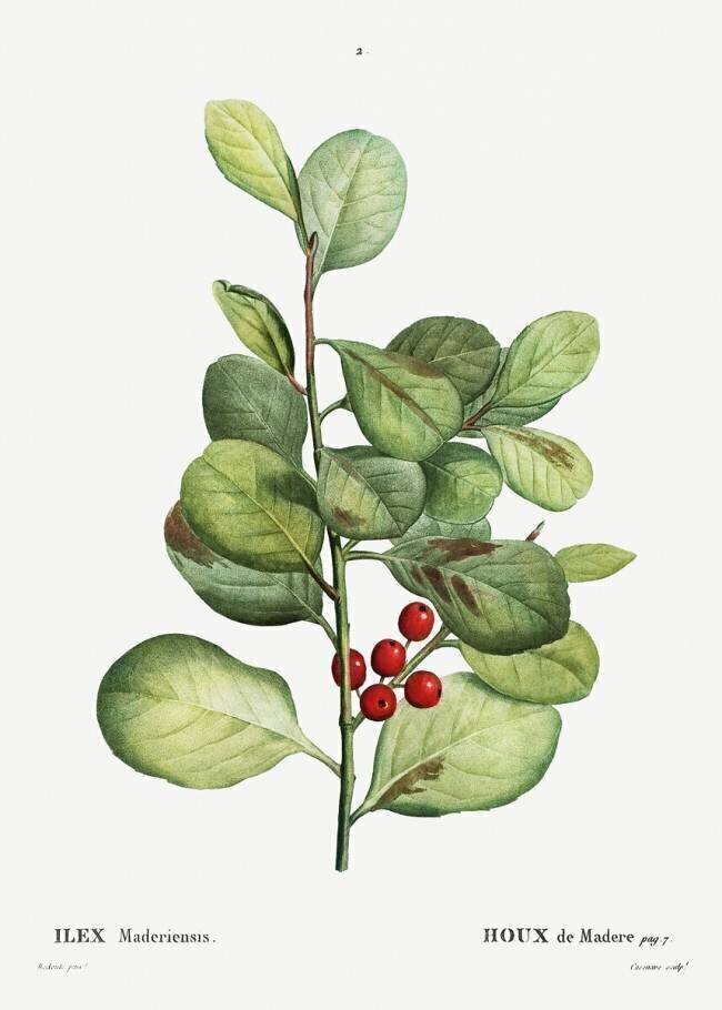 Ilex maderiensis Pierre Joseph Redouté