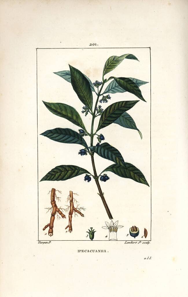 Ipeca or Ipecacuana - Ipecacuanha Pierre Jean Francois Turpin