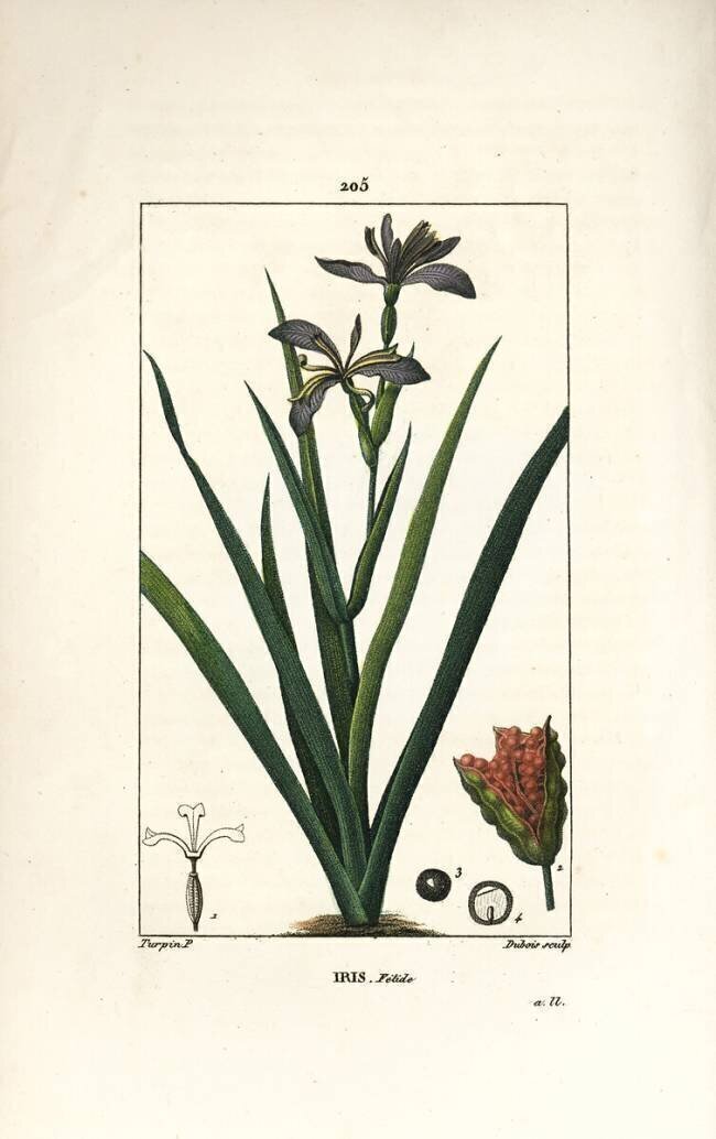 Iris Pierre Jean Francois Turpin