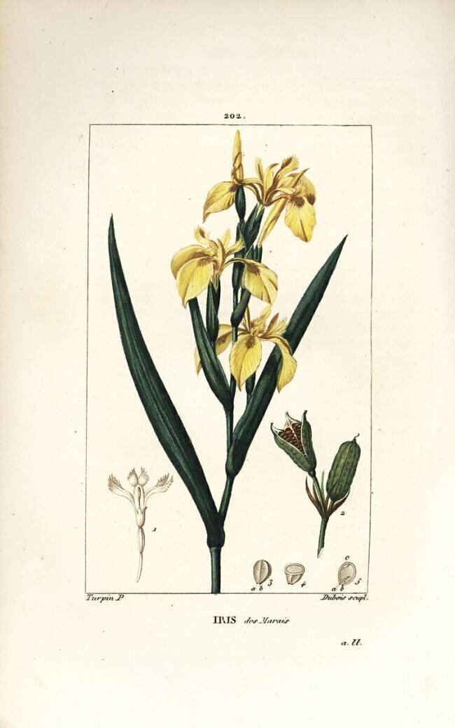 Iris Pierre Jean Francois Turpin