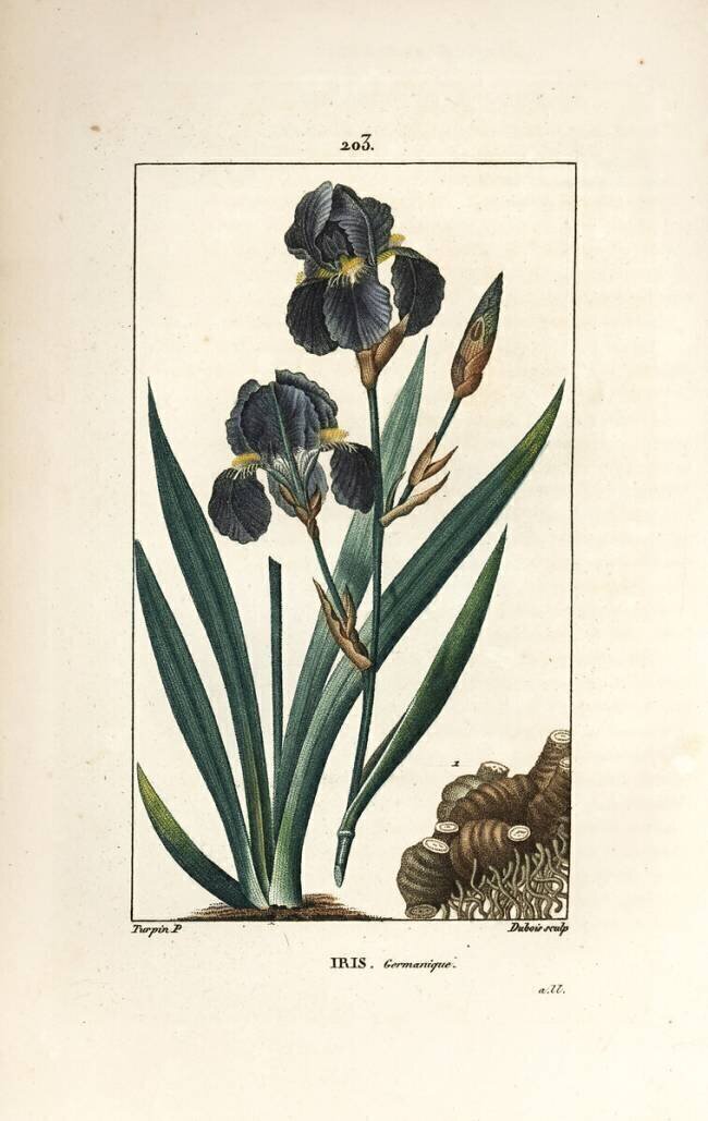 Iris Pierre Jean Francois Turpin