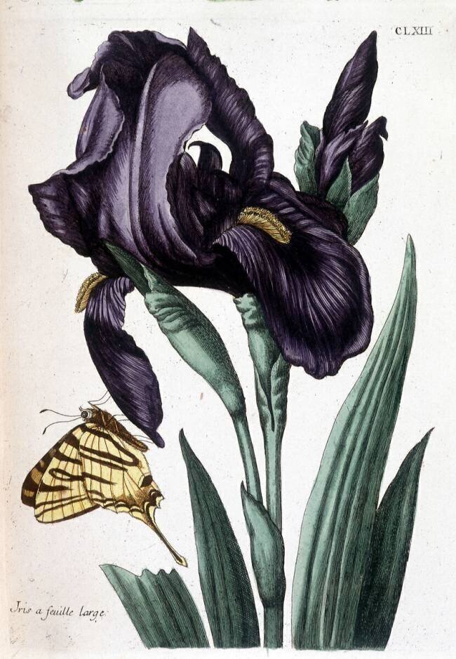 Iris à feuille large - in “Histoire générale des insects de Surinam et de toute l'Europe” Maria Sibylla Graff Merian