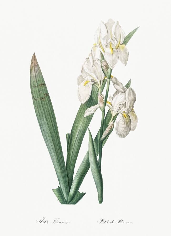 Iris Florentina Pierre Joseph Redouté