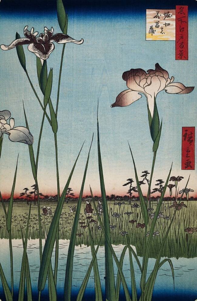 Iris in Horikiri Hiroshige