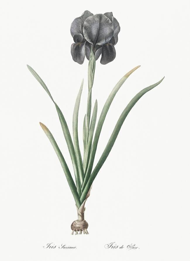 Iris Luxiana Pierre Joseph Redouté