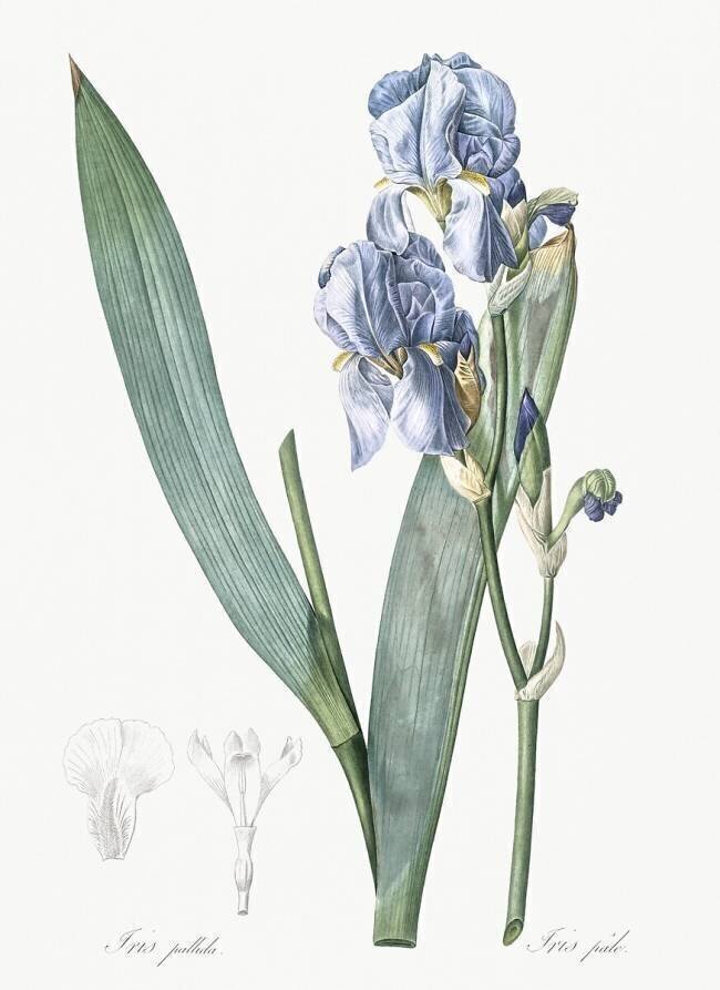 Iris Pallida Pierre Joseph Redouté