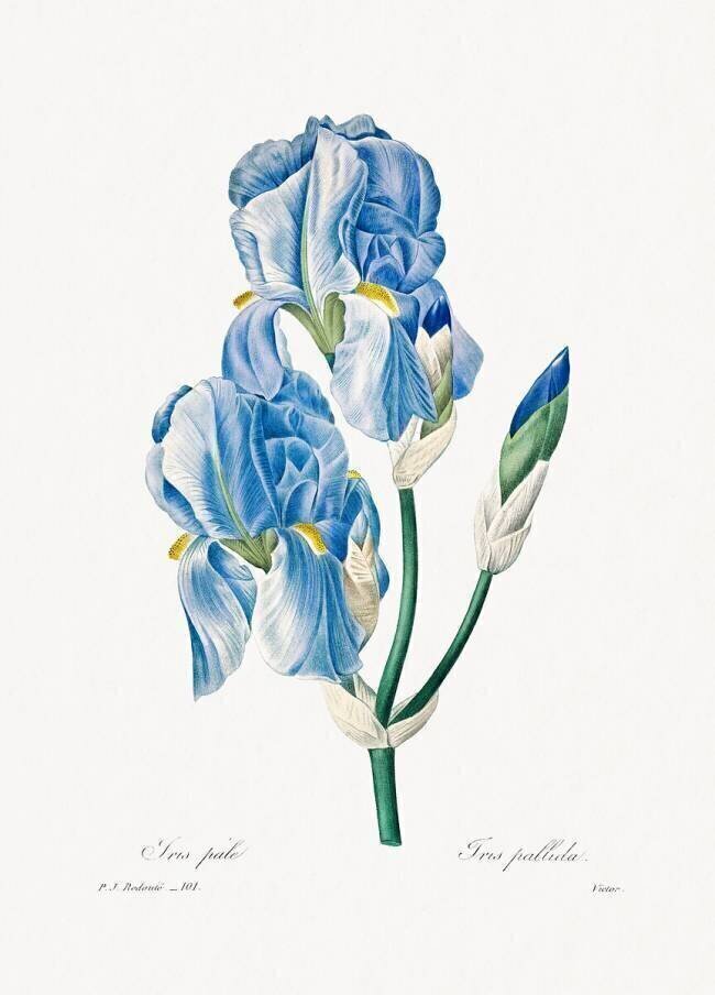 Iris Pallida Pierre Joseph Redouté