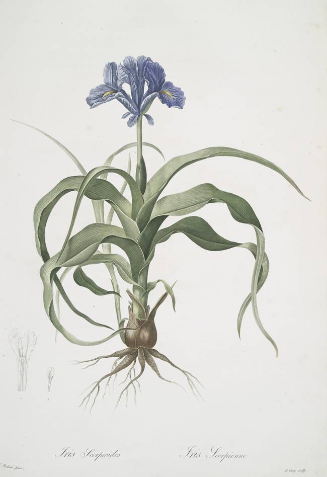 Iris Scorpioides Pierre Joseph Redouté
