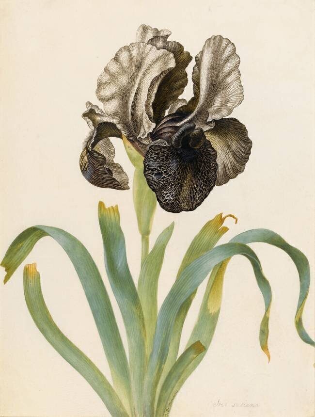 Iris Susiana Maria Sibylla Graff Merian