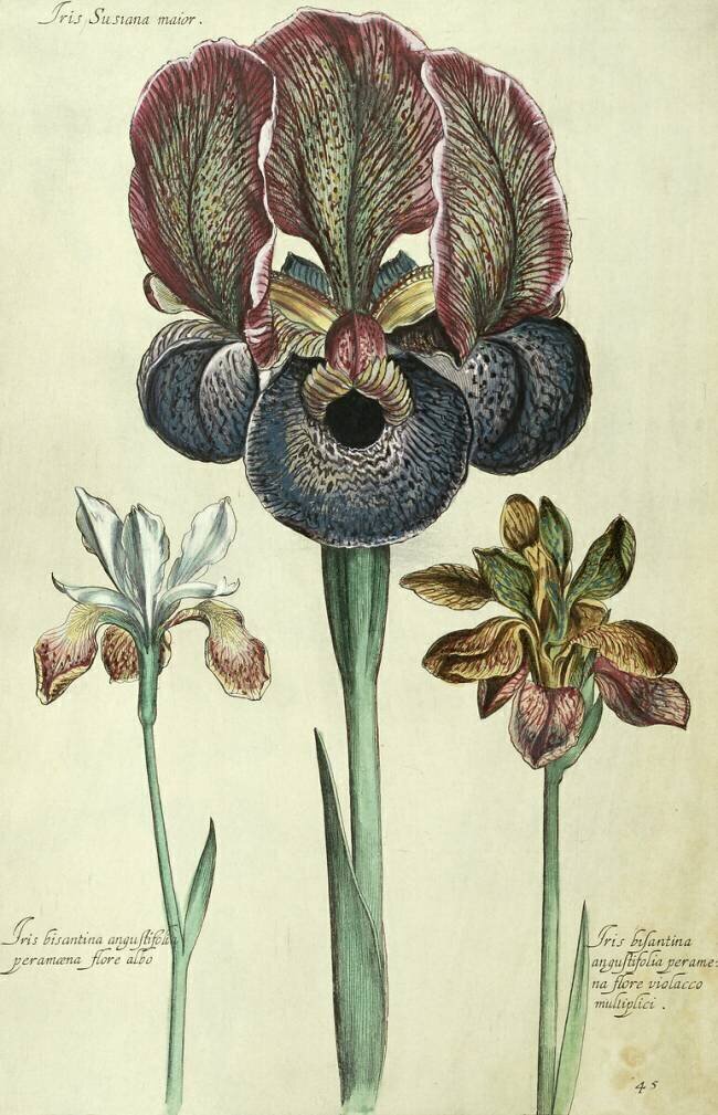 Iris susiana major and Iris bisantina angustifolia Georg Dionysius Ehret