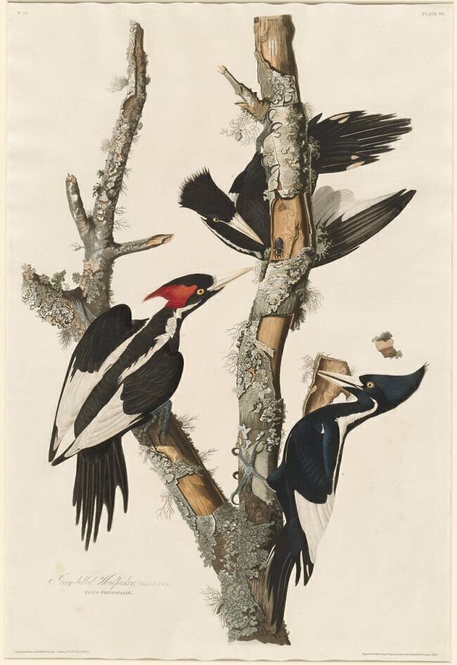 Ivory-billed Woodpecker John James Audubon