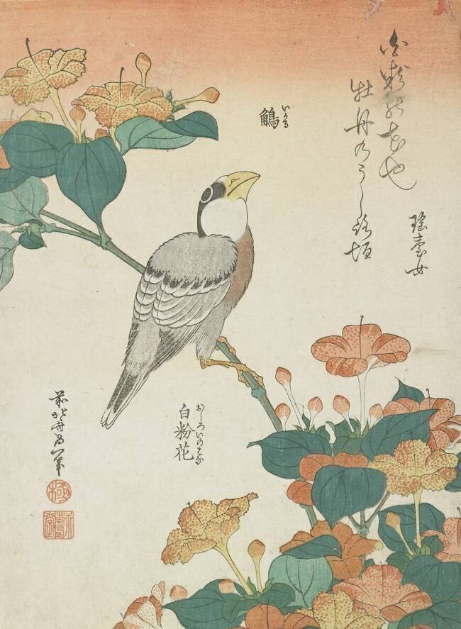 Japanese Grosbeak and Four-o'cloks Hokusai