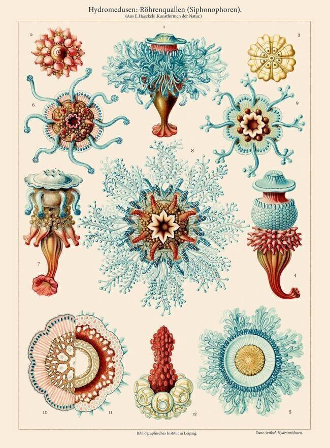 Jellyfish  Ernst Haeckel