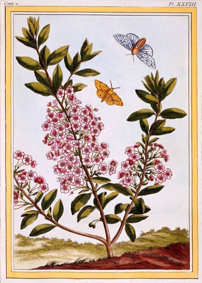 Kalmia augustifolia Pierre-Joseph Buchoz