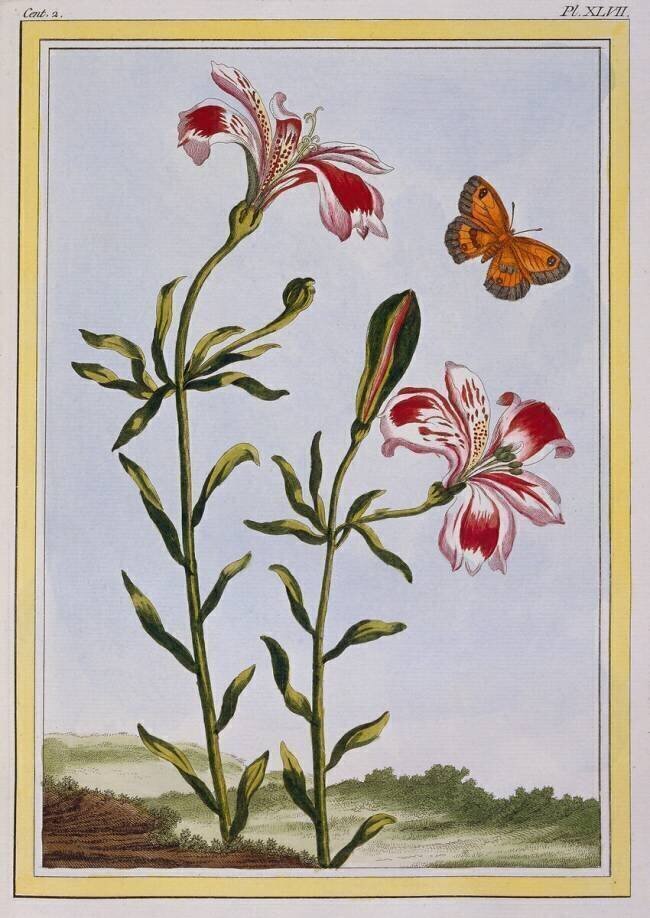 La Fleur Tachetée des Incas Pierre-Joseph Buchoz