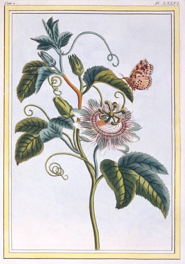 La Grenadille Pierre-Joseph Buchoz