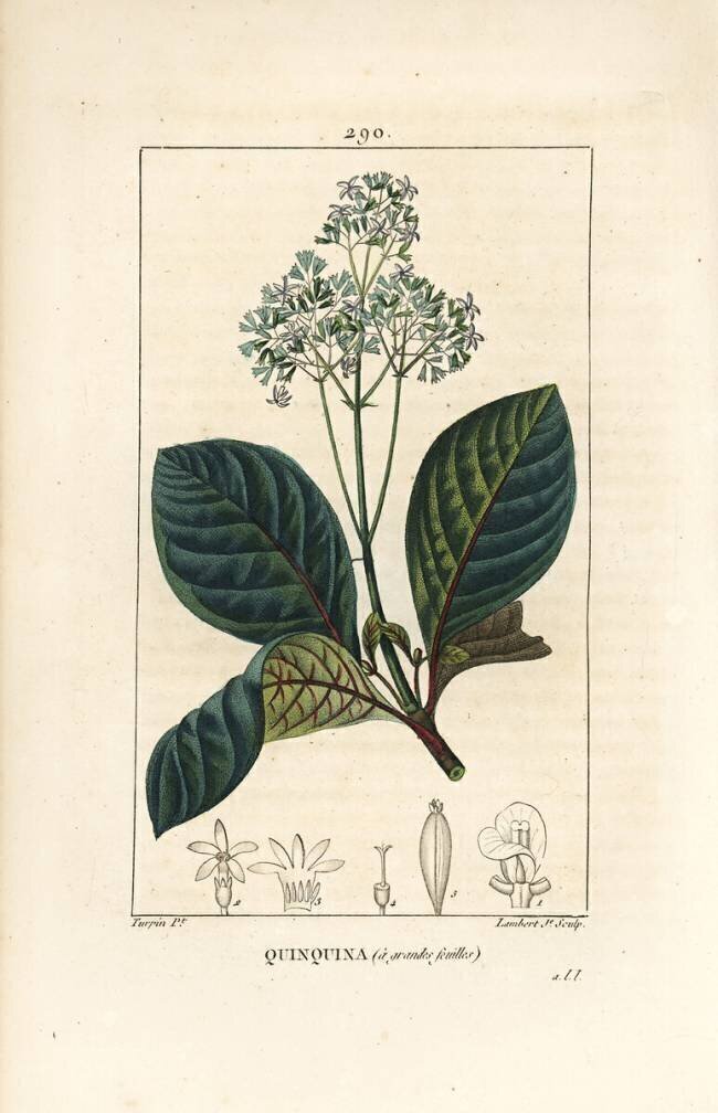 Ladenbergia oblongifolia Pierre Jean Francois Turpin