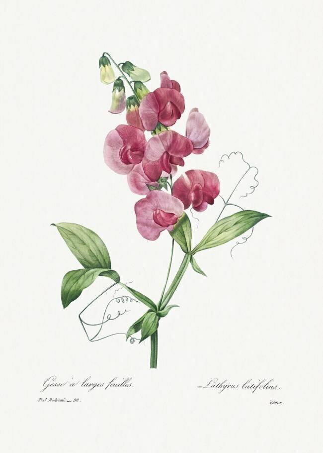 Lathyrus latifolius Pierre Joseph Redouté