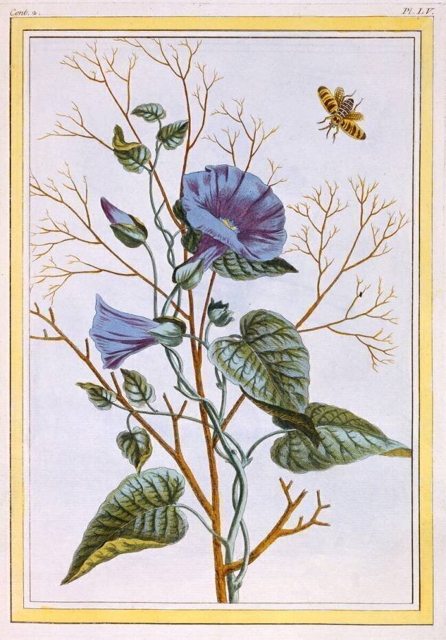 Le Grand Liseron Violet Pierre-Joseph Buchoz