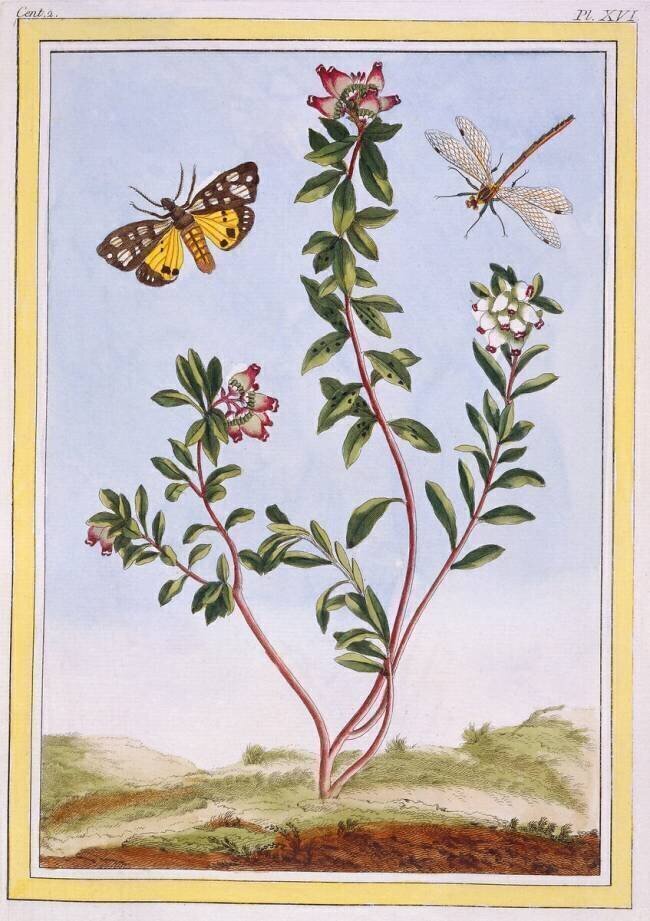 Le Petit arbousier des Alpes Pierre-Joseph Buchoz