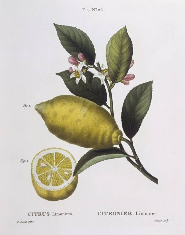 Lemon Pancrace Bessa