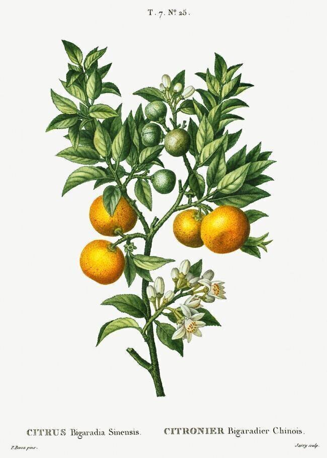 Lemon tree chinese bigaradier Pierre Joseph Redouté