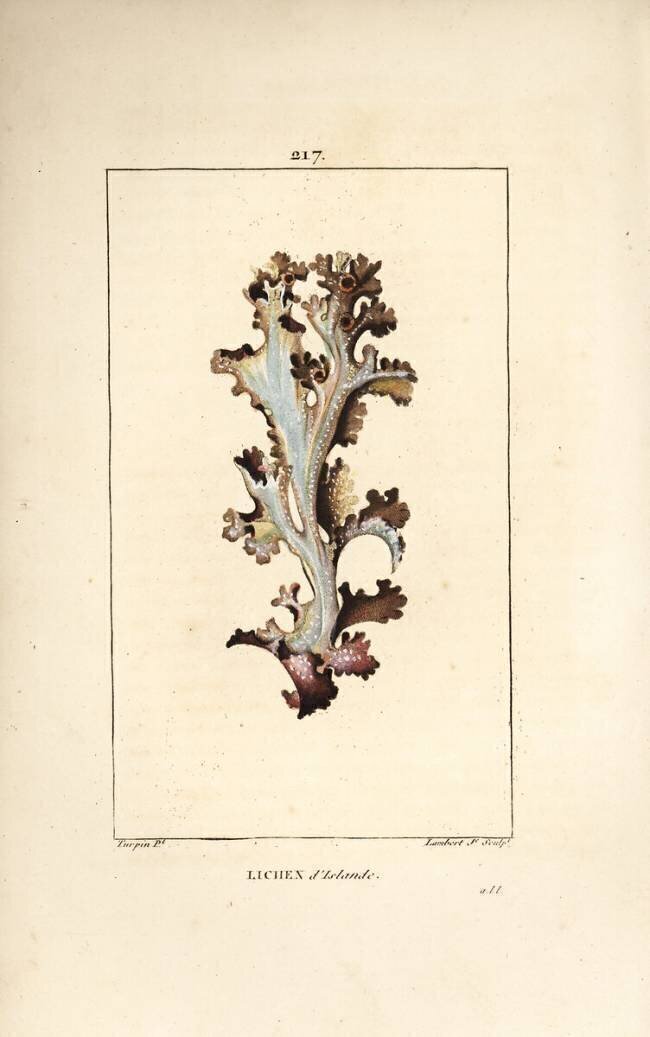 Lichen d'Islande Pierre Jean Francois Turpin