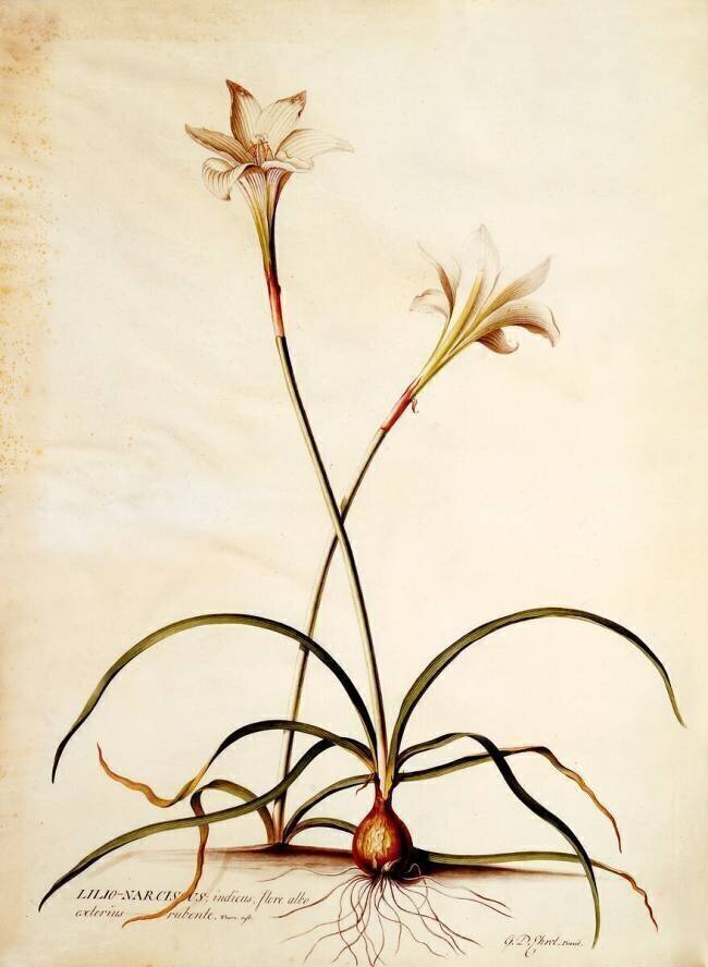 Lilio Narcissus Georg Dionysius Ehret