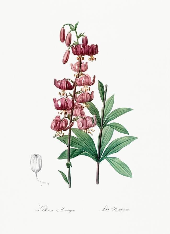 Lilium Martagon Pierre Joseph Redouté